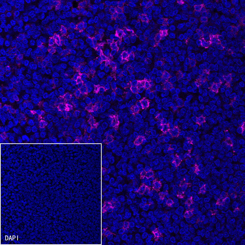 S-RMab® PD-1 Recombinant Mouse mAb (SDT-R143)