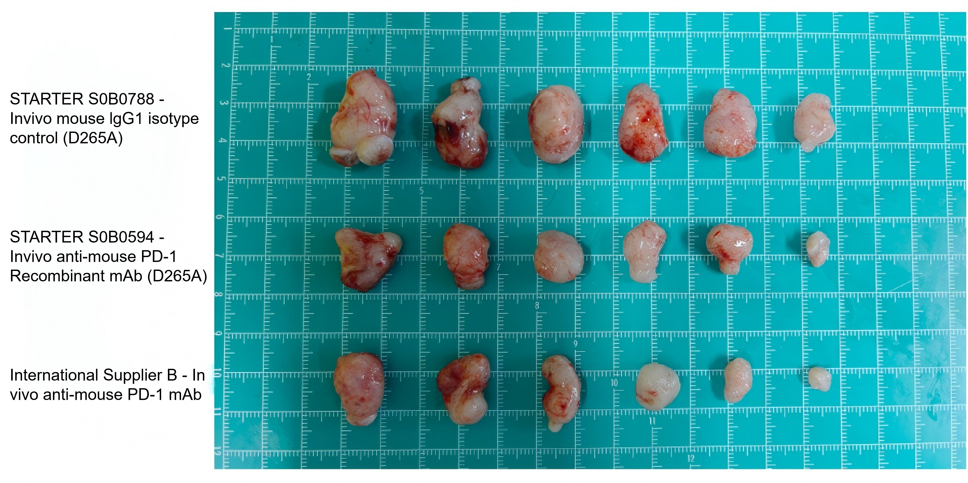 Invivo anti-mouse PD-1 Recombinant mAb (D265A)