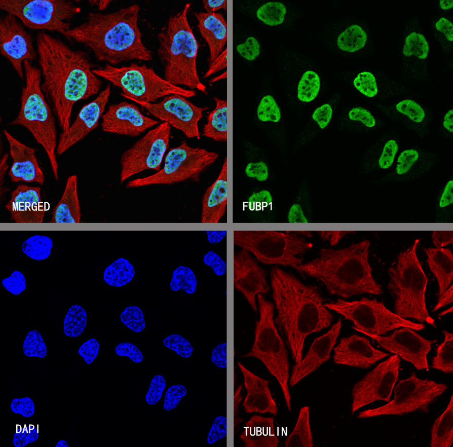FUBP1 Recombinant Rabbit mAb (SDT-R060)