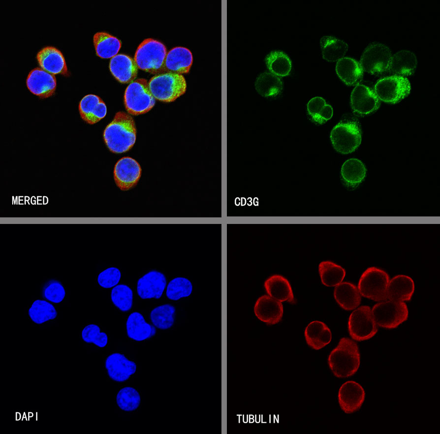 CD3G Recombinant Rabbit mAb,PBS Only (SDT-042-18)