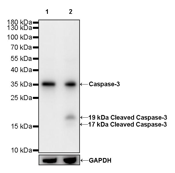 Caspase-3 Recombinant Rabbit mAb (S-493-3)