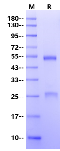 Anti-IL-31RA Monoclonal Antibody(Nemolizumab)