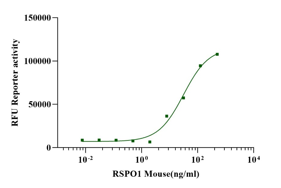 RSPO1 Protein, Mouse