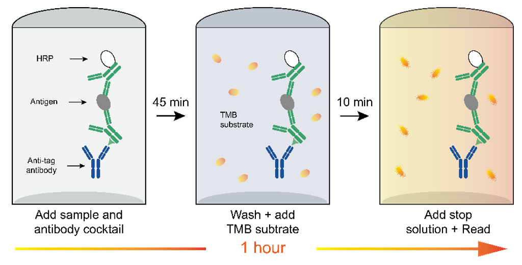 Human IFN-α OneStep ELISA Kit