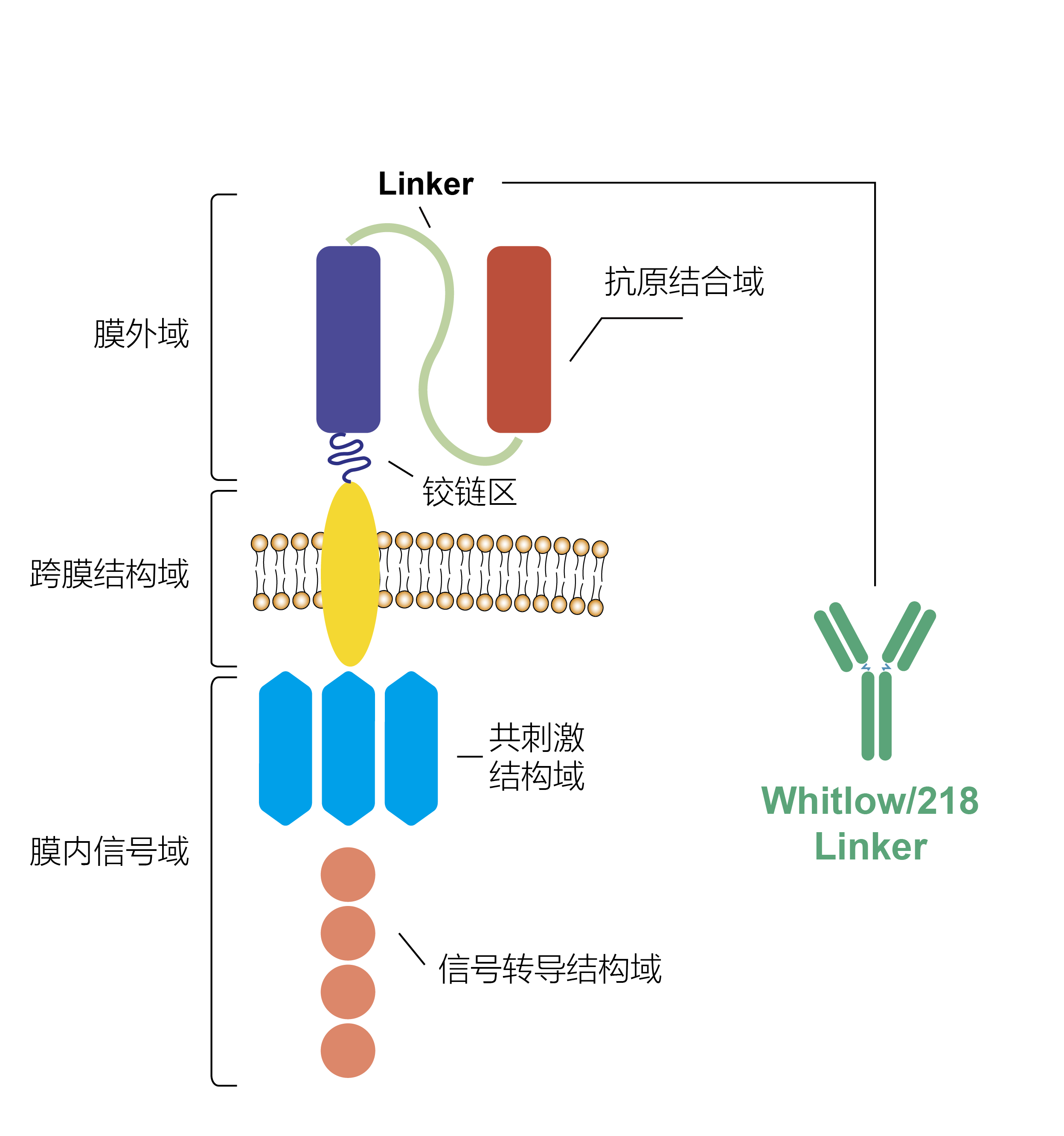 Whitlow/218 Linker Recombinant Rabbit mAb (Alexa Fluor® 594 conjugate)  (S-712-10)_S0B1795_斯达特公司官网