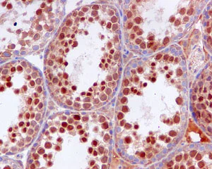 Anti-OS9 antibody [EPR4272(2)] - BSA and Azide free
