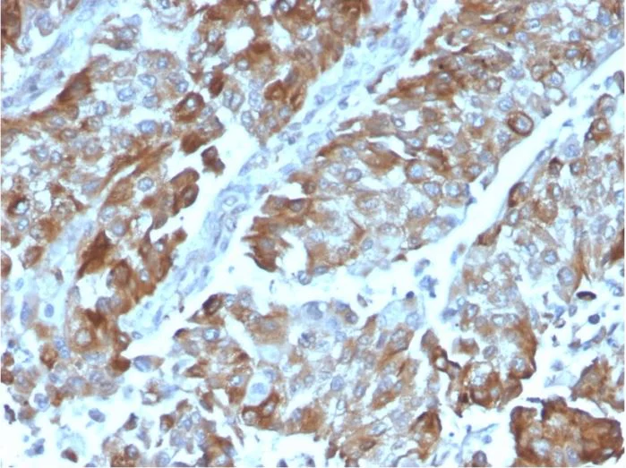 Anti-CD134 / OX40L receptor antibody [OX40/3108]