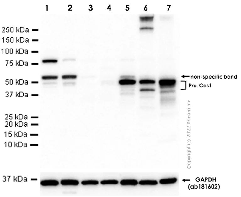 Anti-pro Caspase-1 + p10 + p12 antibody [EPR16883]