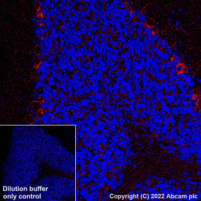 Alexa Fluor® 555 Anti-GAD67/GAD1 antibody [EPR20578]