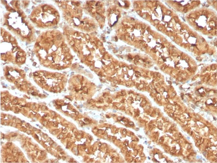 Anti-CD134 / OX40L receptor antibody [OX40/3108]