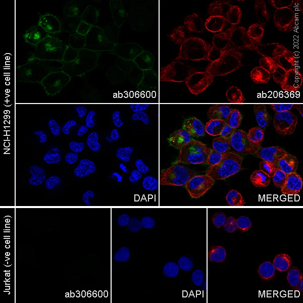 Alexa Fluor® 488 Anti-Axl antibody [7E 10]