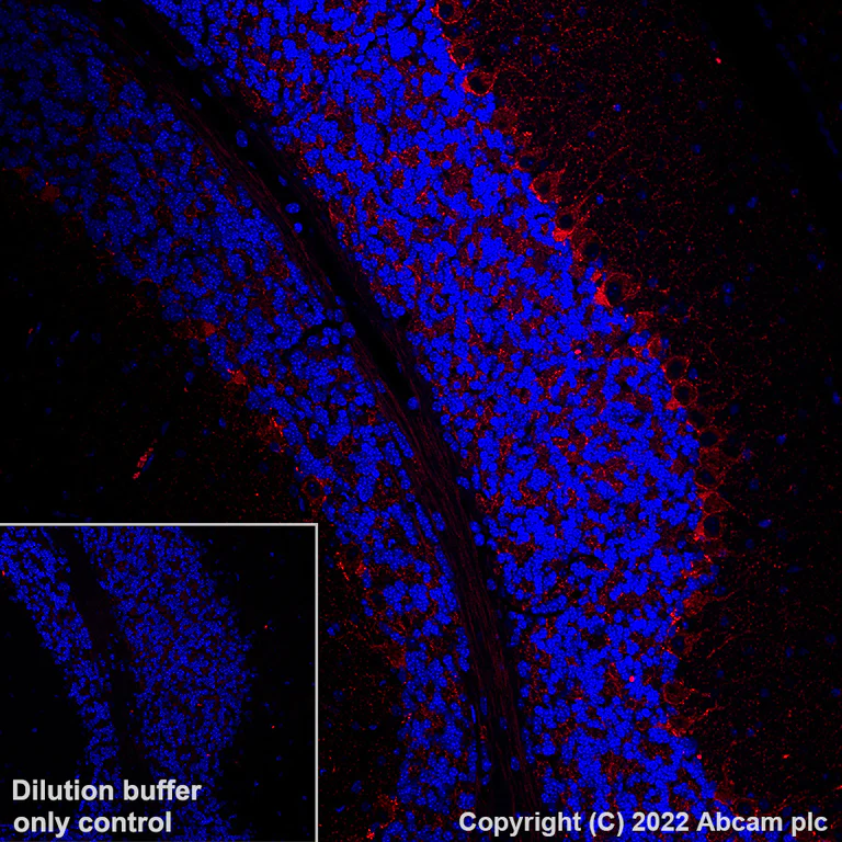 Alexa Fluor® 555 Anti-GAD67/GAD1 antibody [EPR20578]