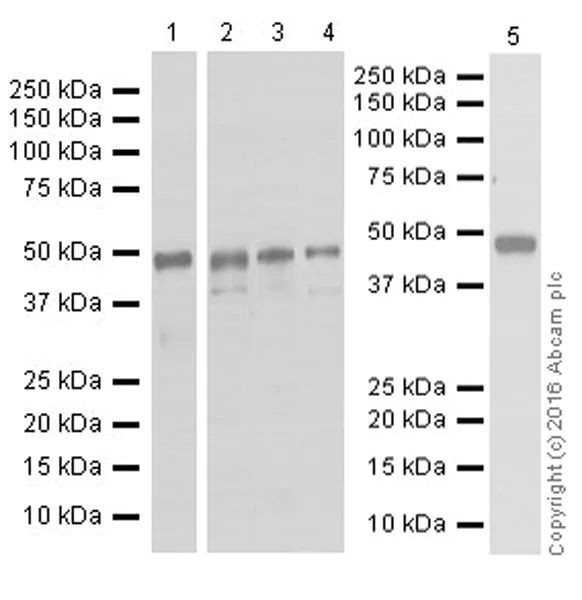 Anti-pro Caspase-1 + p10 + p12 antibody [EPR16883]
