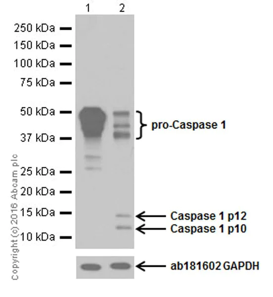 Anti-pro Caspase-1 + p10 + p12 antibody [EPR16883]