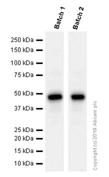 Anti-pro Caspase-1 + p10 + p12 antibody [EPR16883]