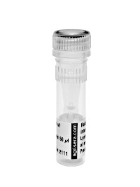 Anti-PDC | Pyruvate decarboxylase
