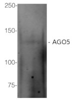 Anti-AGO5 | Argonaute 5