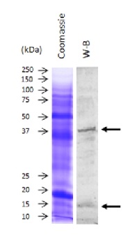 Anti-Cu/ZnSOD | Cu/Zn superoxide dismutase