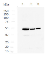 Anti-Tubulin alpha chain (polyclonal antibodies)