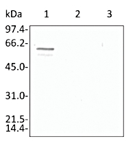 Anti-Enolase 2