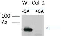 Anti-RGA | DELLA protein RGA