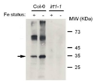 Anti-IRT1 | Iron regulated transporter 1
