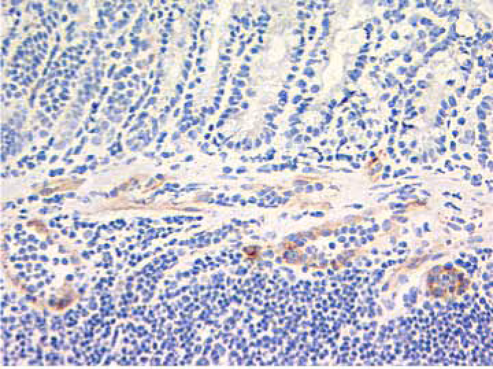 BD Pharmingen™ Purified Rat Anti-Mouse CD144