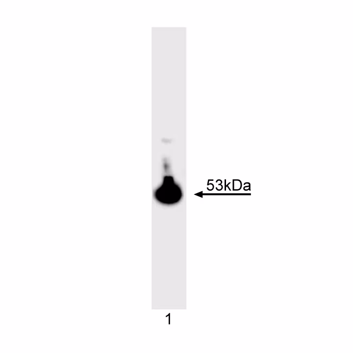 BD Pharmingen™ Purified Mouse Anti-Human p53