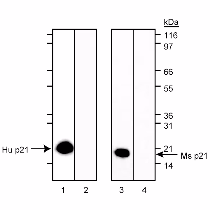 BD Pharmingen™ Purified Mouse Anti-p21