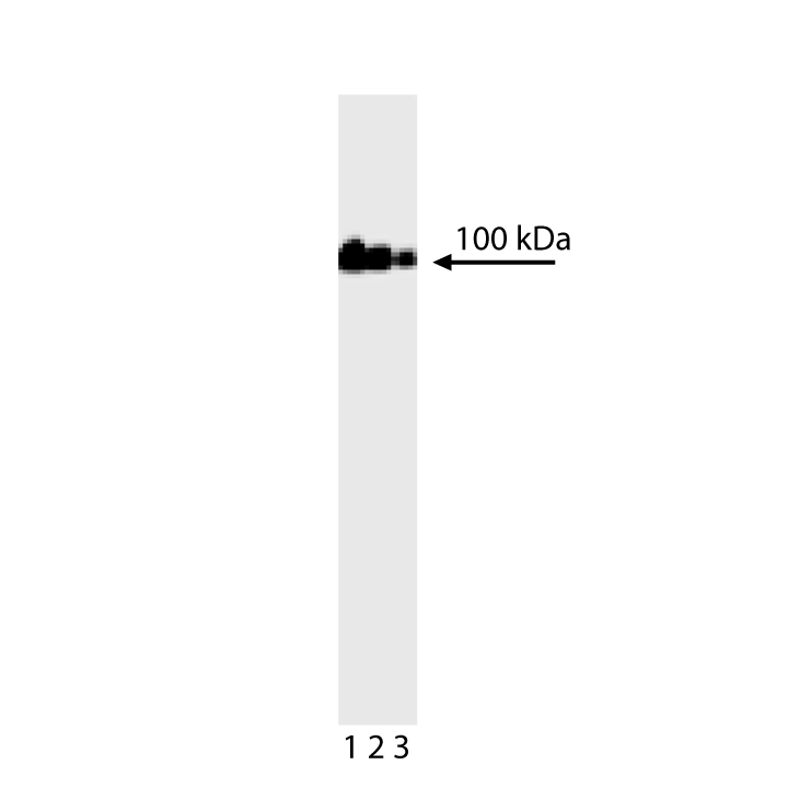 Purified Mouse Anti-Human DNA Topoisomerase I(C-21)