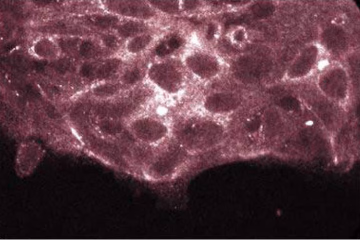 Purified Mouse Anti-PKCλ(41/PKCλ)
