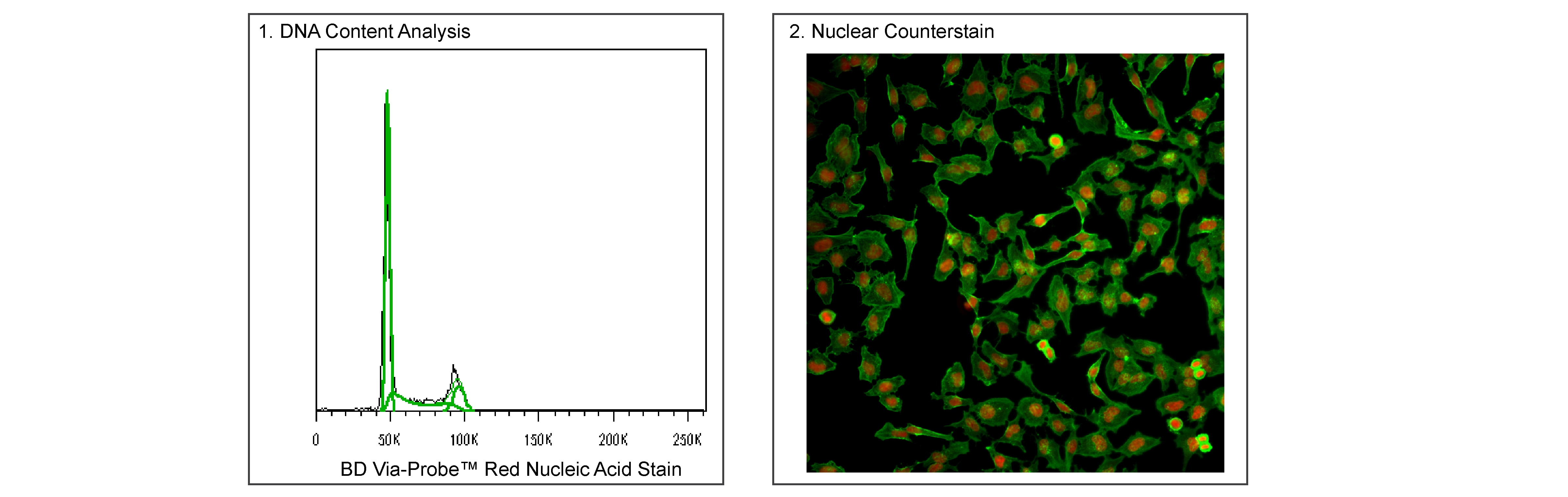 Red Nucleic Acid Stain