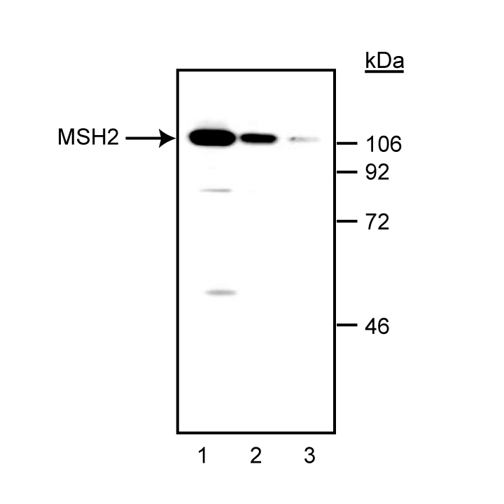 Purified Mouse Anti-Human MSH-2(G219-1129)
