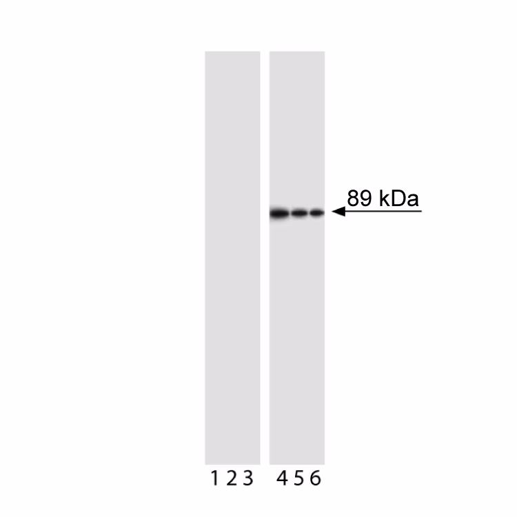 BD Pharmingen™ Purified Mouse Anti-Cleaved PARP (Asp214)