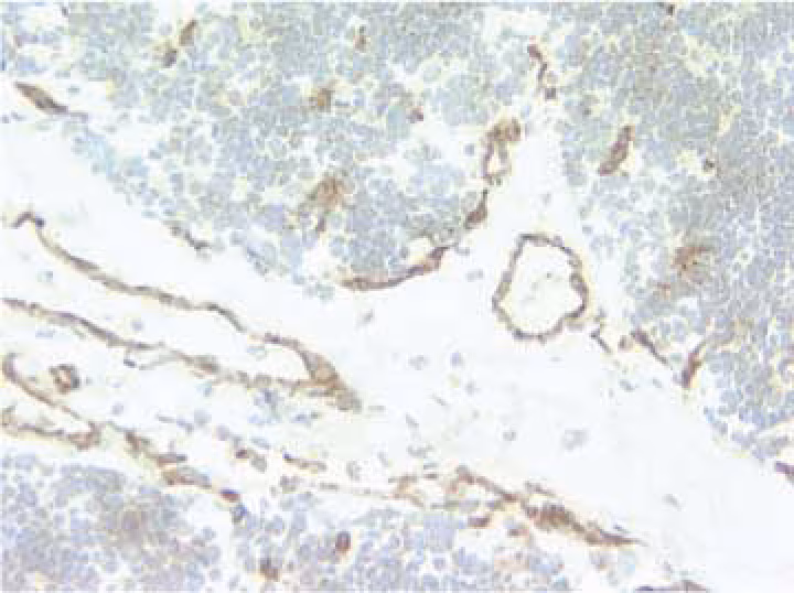 BD Pharmingen™ Purified Mouse Anti-Human CD31