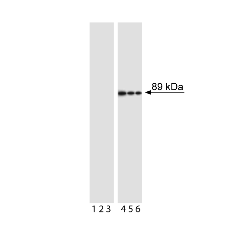 BD Pharmingen™ Purified Mouse Anti-Cleaved PARP (Asp214)