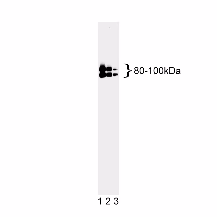OPA1 Pure 18/OPA-1 50ug