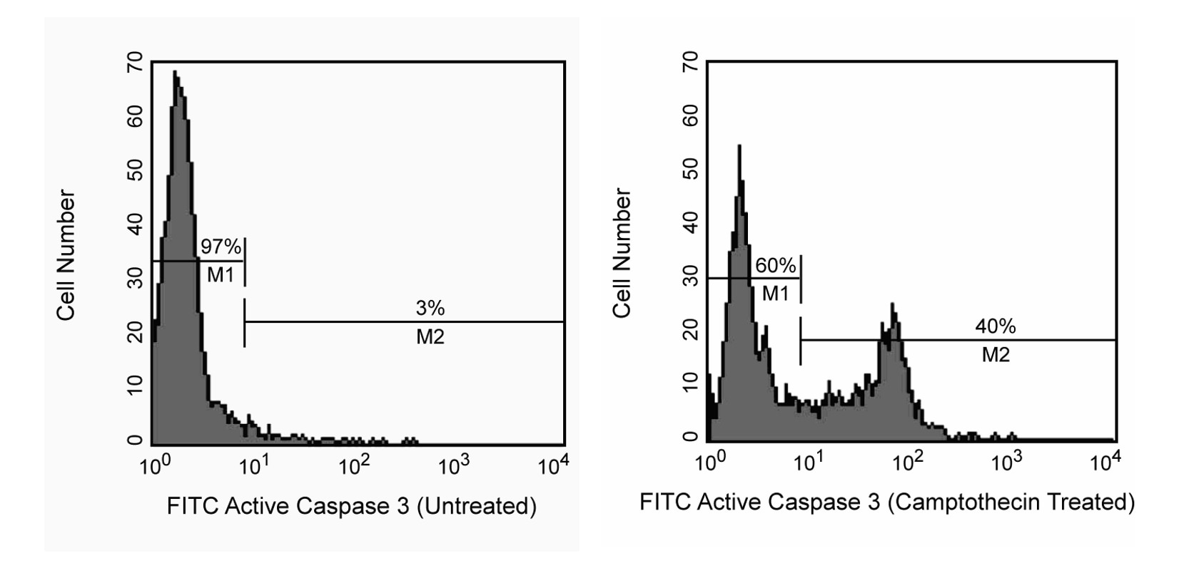 FITC Rabbit Anti- Active Caspase-3(C92-605)