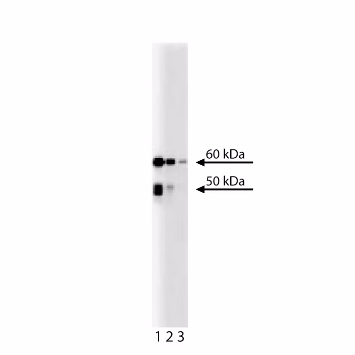 BD Transduction Laboratories™ Purified Mouse Anti-Chk2