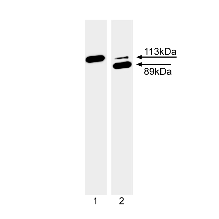 Ascites Mouse Anti-PARP(C2-10)