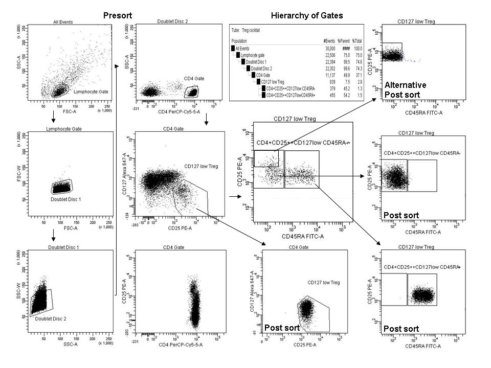 Human Regulatory T Cell Sorting Kit