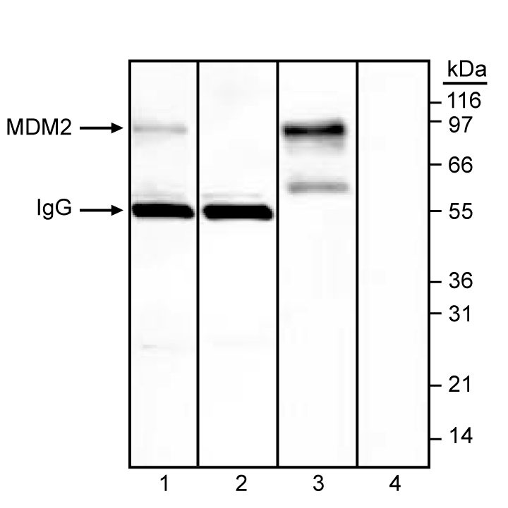 Purified Mouse Anti-MDM2(SMP14)