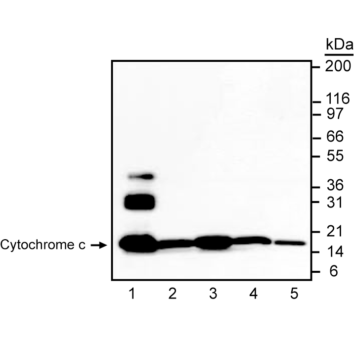 Purified Mouse Anti-Cytochrome c(6H2.B4)