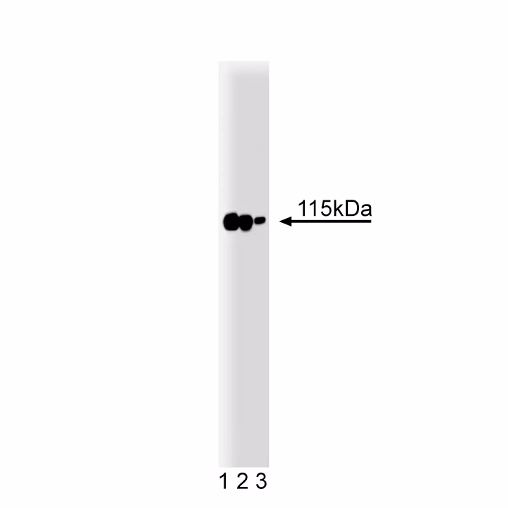 BD Transduction Laboratories™ Purified Mouse Anti-p115