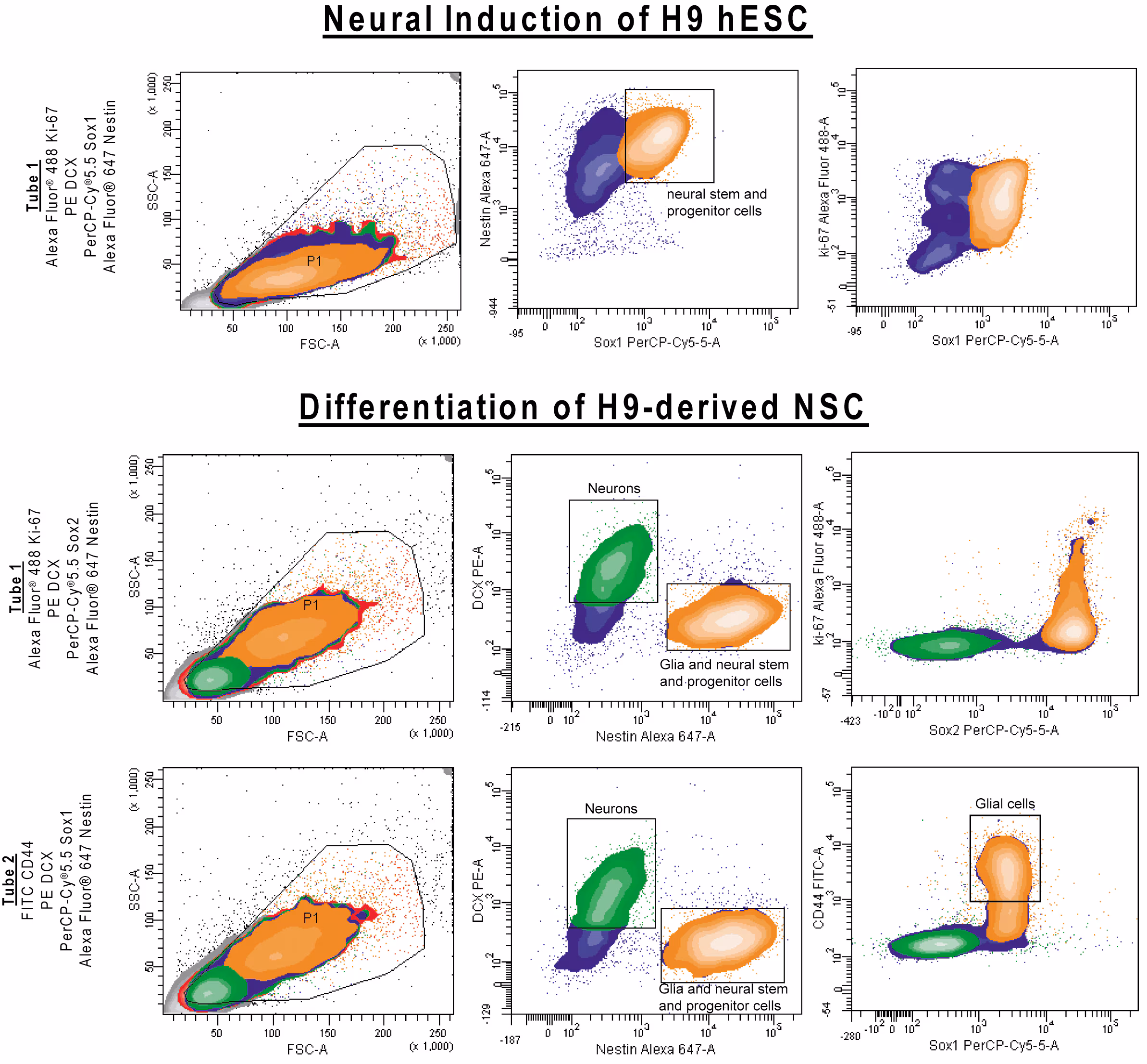 Hu Neural Lineage Analysis Kit
