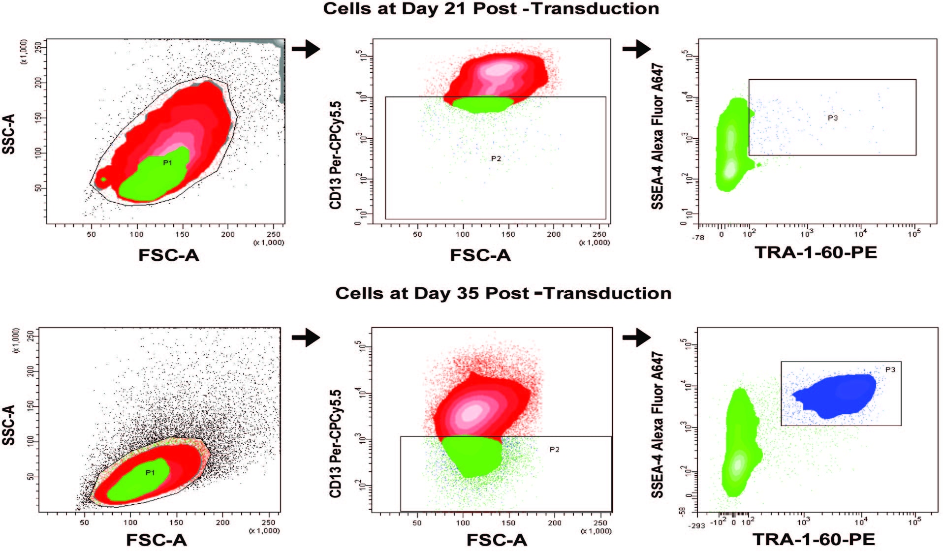 Human Induced Pluripotent Stem Cell Analysis and Sorting