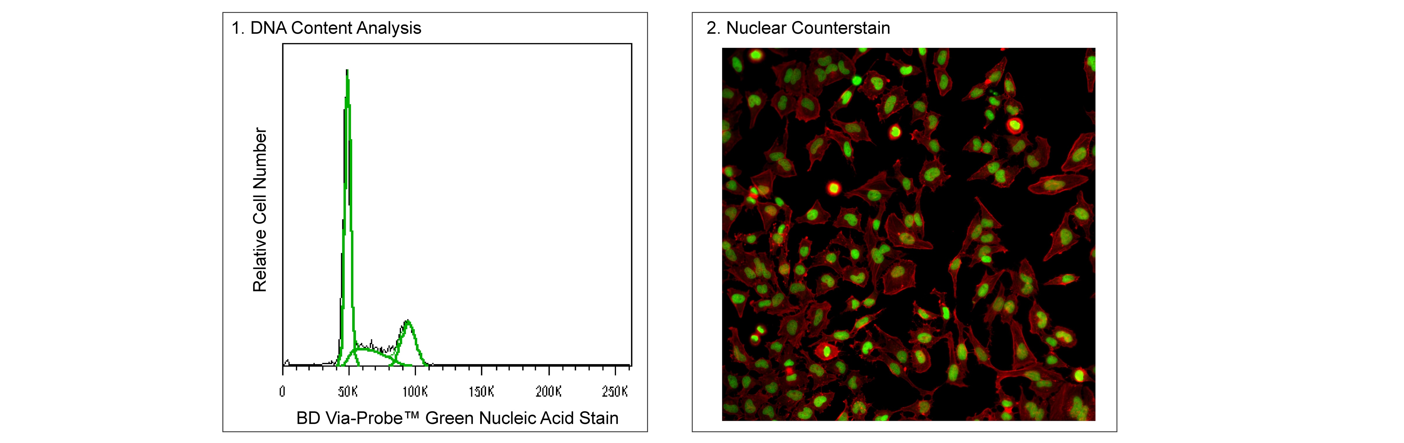 Green Nucleic Acid Stain