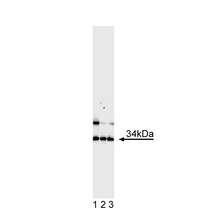 Purified Mouse Anti-MASH1(24B72D11.1)