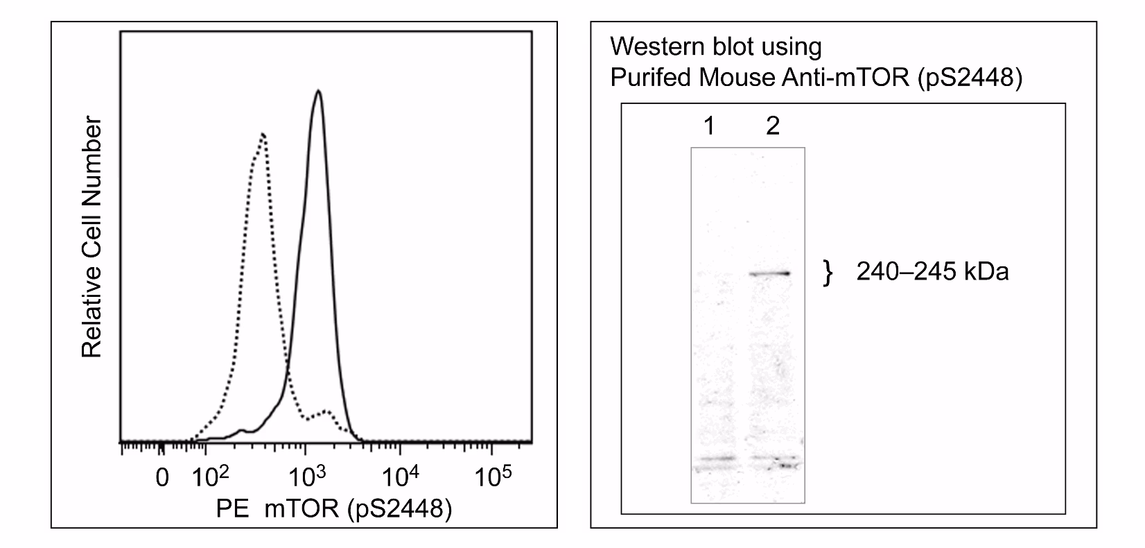 BD Phosflow™ PE Mouse Anti-mTOR (pS2448)