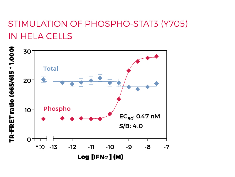 Stimulation of Phospho-STAT3 (Y705) in HeLa cells Stimulation of Phospho-STAT3 (Y705) in HeLa cells